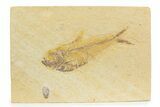 Detailed Fossil Fish (Diplomystus) - Wyoming #373750-1